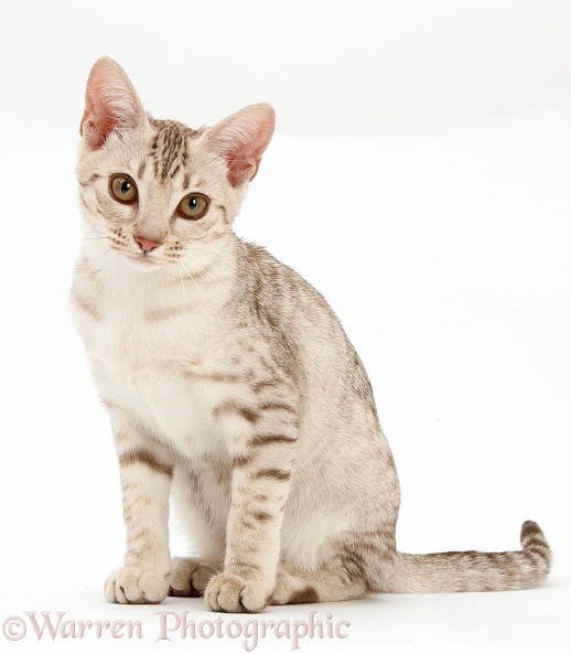 Ocicat kitten sitting, white background