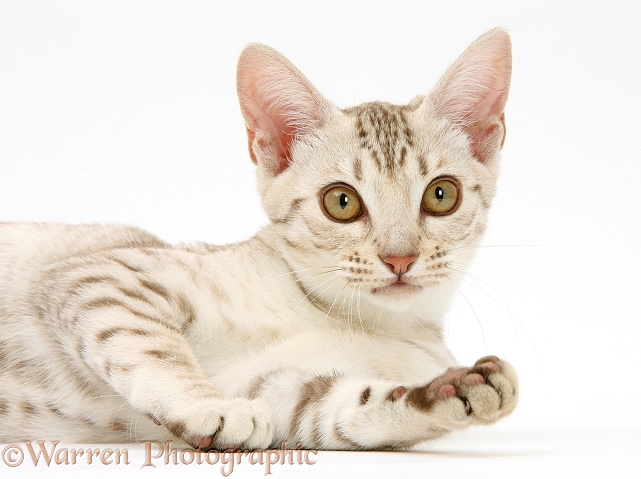 Ocicat kitten, white background