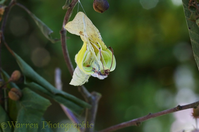 Brimstone Butterfly (Gonepteryx rhamni) hatching from pupa