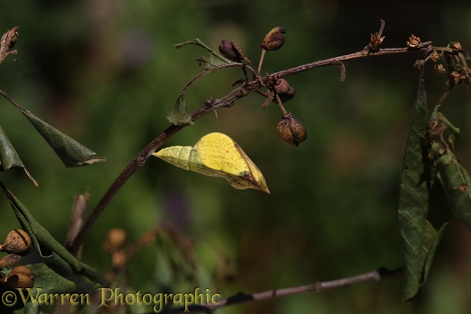 Brimstone Butterfly (Gonepteryx rhamni) pupa about to hatch