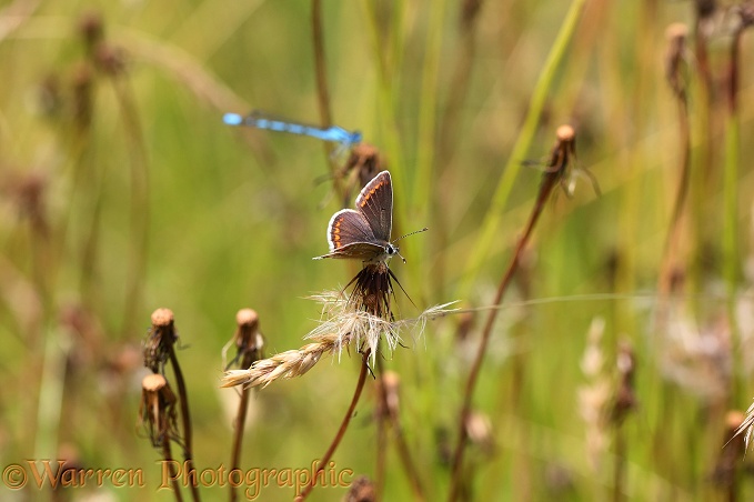 Brown Argus Butterfly (Aricia agestis) with blue damselfly in background