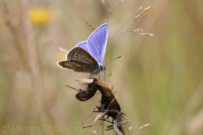 Common Blue Butterfly (Polyommatus icarus) uncoiling tongue