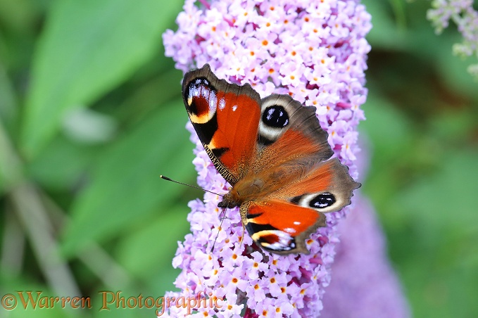 Peacock Butterfly (Inachis io) on Buddleia