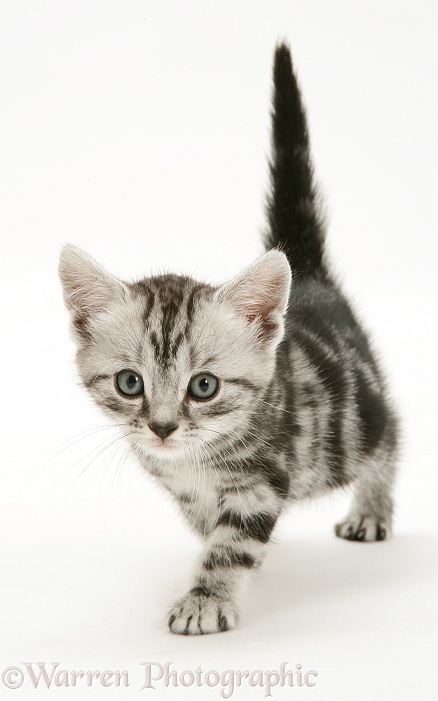 Silver tabby kitten walking, white background