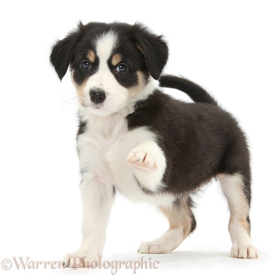 Tricolour Border Collie pup standing and pointing with paw, white background