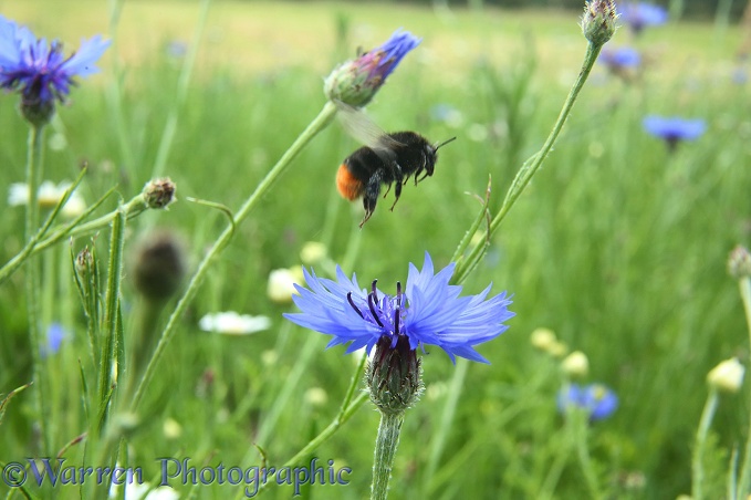 A red-tailed bumblebee takes off from Cornflower in 'Bee World'