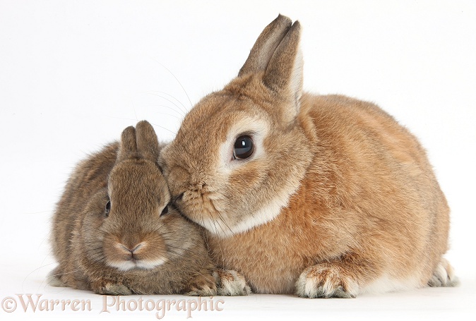 Netherland Dwarf-cross rabbit, Peter, and baby rabbit, white background