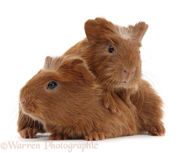 Baby red Guinea pigs, white background