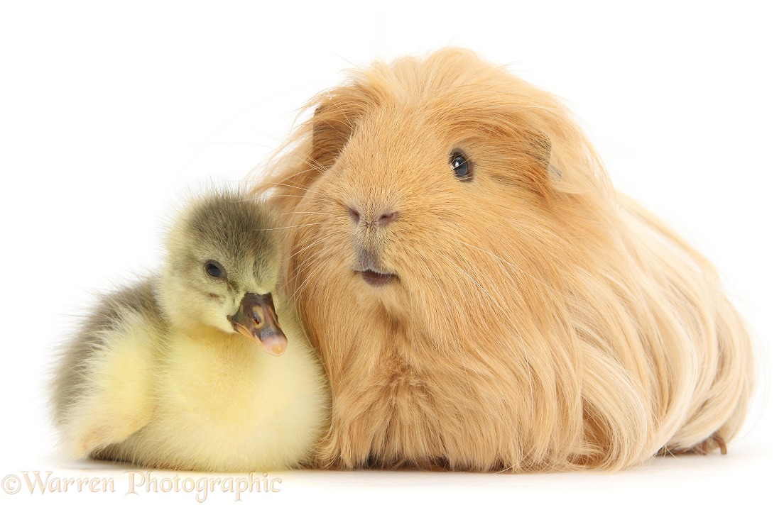 Cute Gosling and hairy Guinea pig, white background