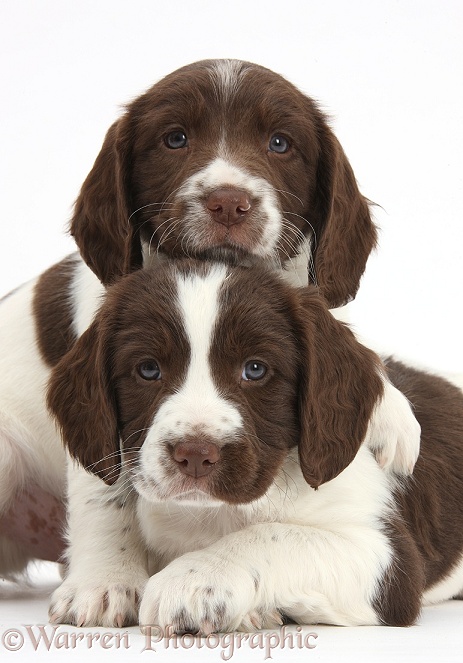 Working English Springer Spaniel puppies, 6 weeks old, white background