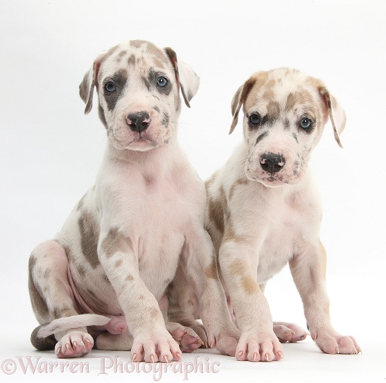 Two Great Dane puppies sitting together, white background