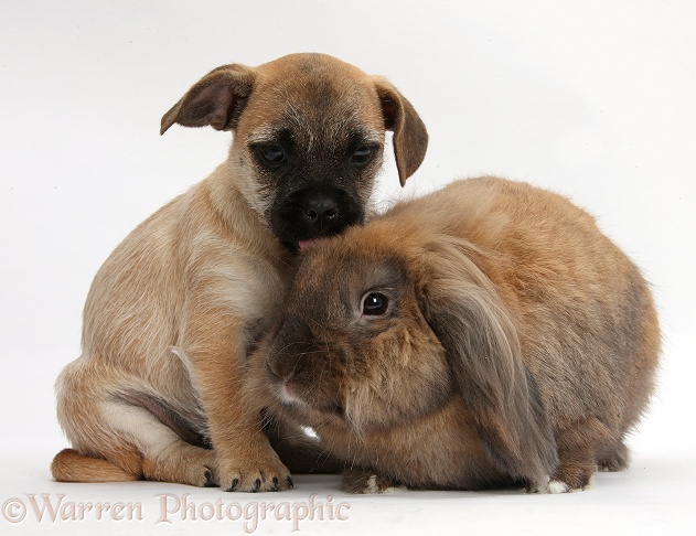 Jug puppy (Pug x Jack Russell), 9 weeks old, with Lionhead Lop rabbit, Dibdab, white background