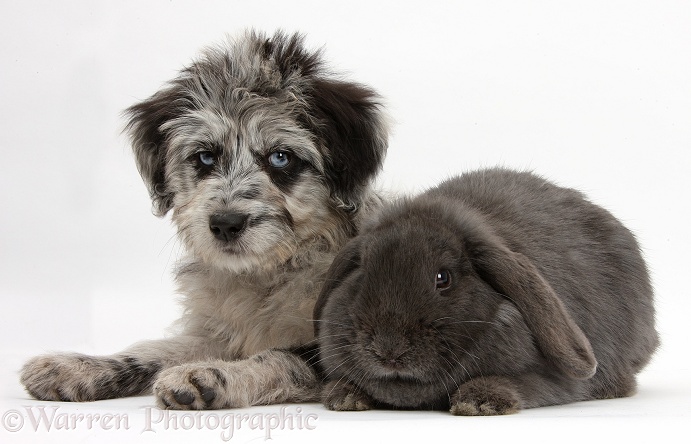 Blue merle Cadoodle puppy with blue Lop rabbit, white background