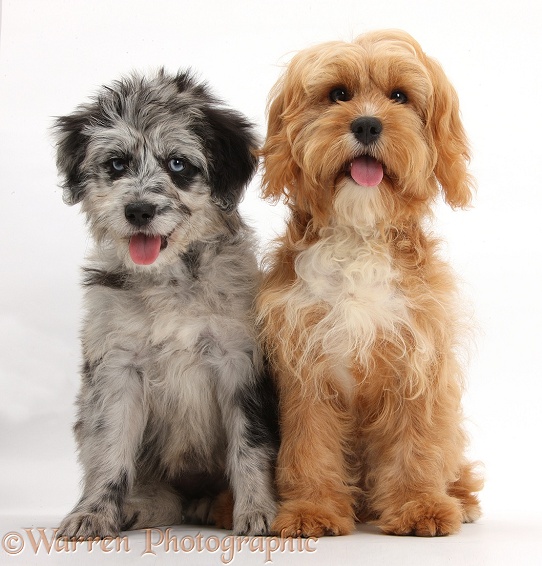 Blue merle Cadoodle puppy and Cavapoo, white background