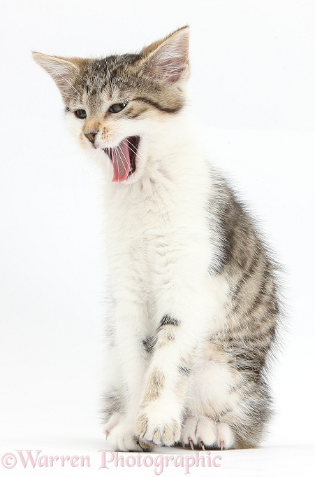 Tabby-and-white kitten sitting and yawning, white background