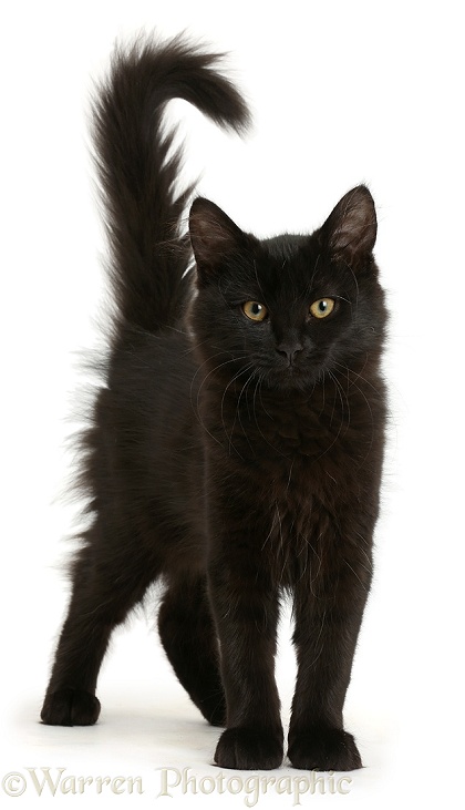 Fluffy black kitten, 12 weeks old, standing, white background