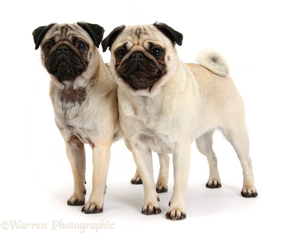 Two fawn Pugs standing together, white background