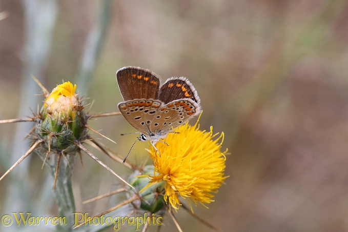 Brown Argus Butterfly (Aricia agestis) on St Barnaby's Thistle (Centaurea soltitialis)