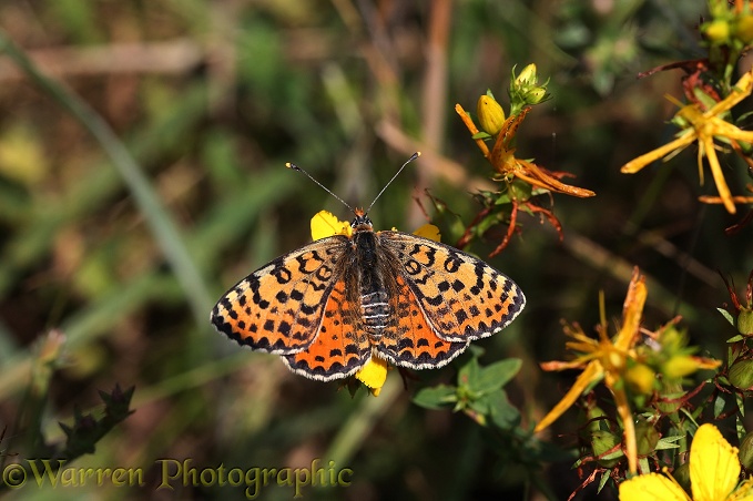 Spotted Fritillary Butterfly (Melitaea didyma)