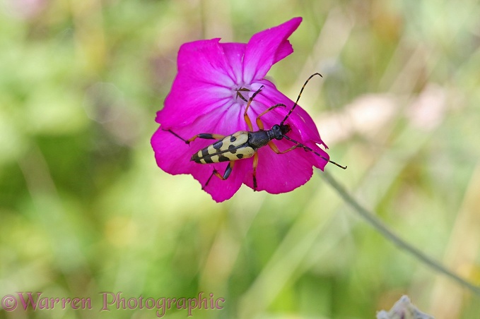 Spotted Longhorn Beetle (Strangalia maculata)