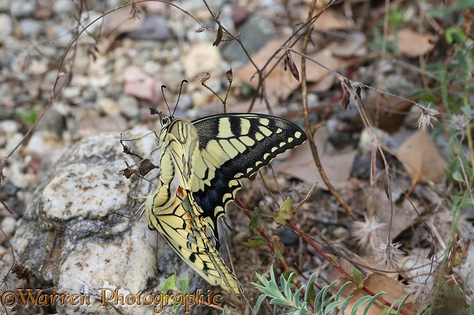 European Swallowtail butterfly (Papilio machaon) mating pair