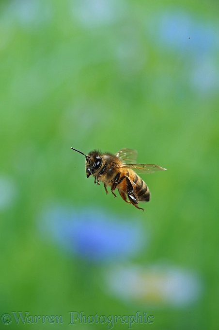 Honey Bee (Apis mellifera) in flight 1