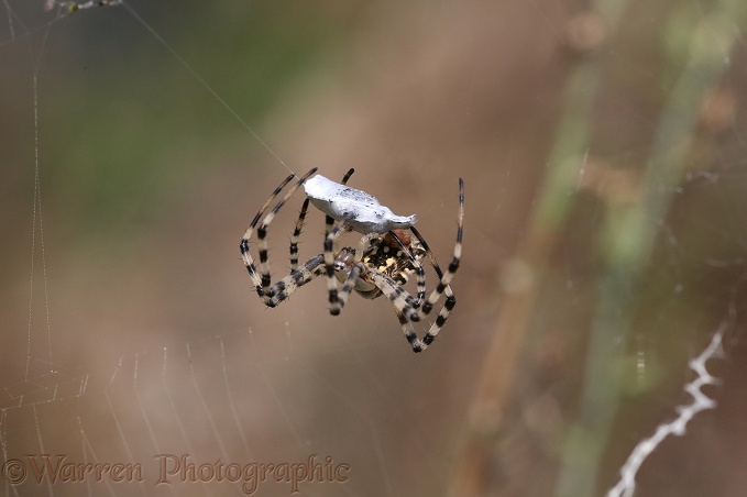 Lobed Argiope spider (Argiope lobata) binding prey