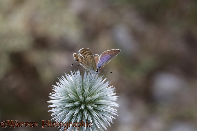 Long-tailed Blue Butterfly (Lampides boeticus) female on Pale Globe-thistle (Echinops sphaerocephalus)