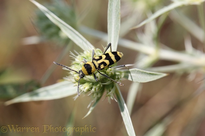 Longhorn beetle (Chlorophorus varius) on Field Eryngo (Eryngium creticum)