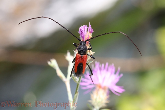 Longhorn beetle (Purpuricenis budensis)