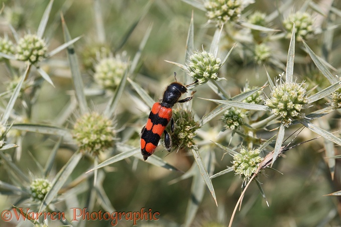 Bee Parasite beetle (Trichodes apiarius) on Field Eryngo (Eryngium creticum)