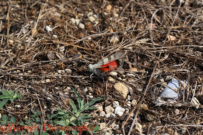 Red-winged Grasshopper (Oedipoda miniata) male displaying a momentary flash of red