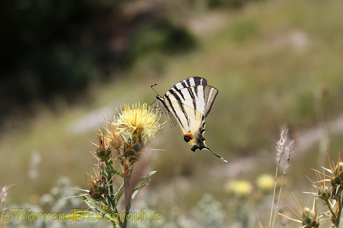 Scarce Swallowtail butterfly (Iphiclides podalirius) on Yellow thistle (Centaurea species)