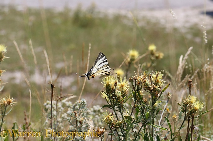 Scarce Swallowtail butterfly (Iphiclides podalirius) on Yellow thistle (Centaurea species)