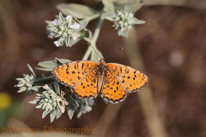 Spotted Fritillary Butterfly (Melitaea didyma) on Horehound (Marrubium peregrinum)