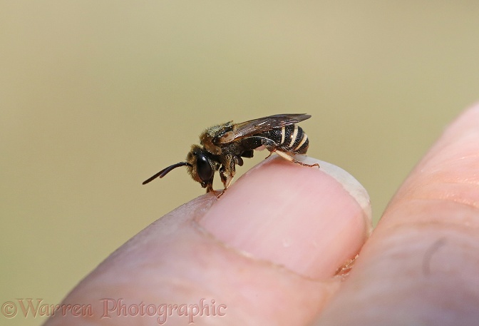 Solitary bee (unidentified) drinking sweat from the photographer's finger