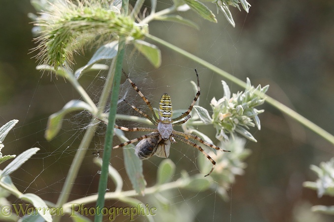 Wasp Spider (Argiope bruennichi) with prey