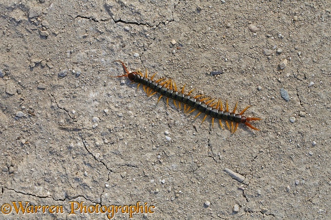 Giant centipede (Chilopoda)