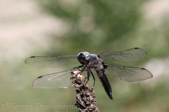 Scarce Chaser Dragonfly (Libellula fulva)