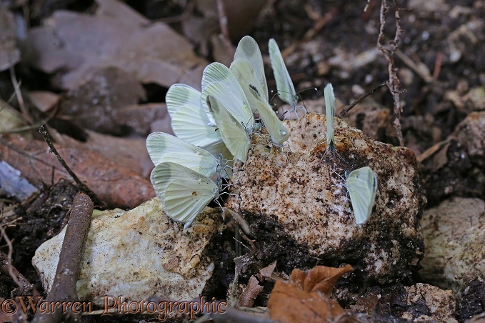 Wood White Butterflies (Leptidea sinapis) at a 'salt lick' beside a woodland stream