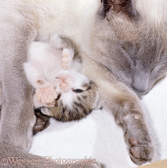 Tabby-and-white kitten lying with sleeping mother