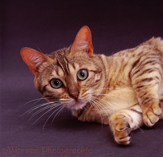 Portrait of brown-spotted Bengal female cat, Indra