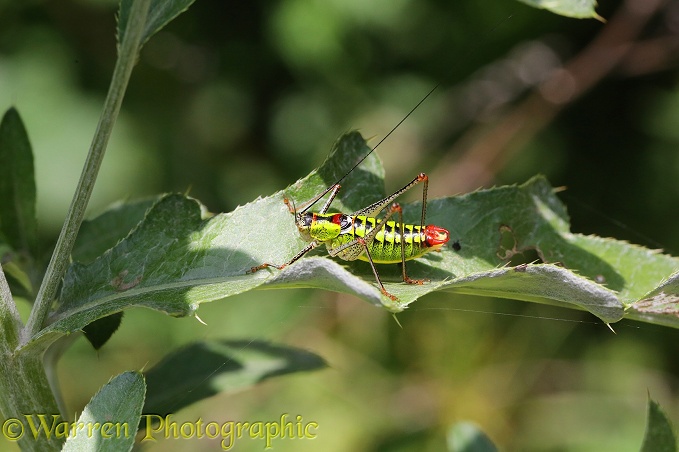 Bush cricket (Poecilimon thoracicus) male