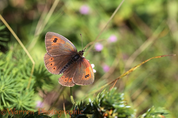 Common Brassy Ringlet Butterfly (Erebia cassioides)