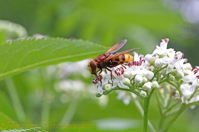 Hornet Hover Fly (Volucella zonaria) feeding on Dwarf Elder flowers (Sambucus ebulus)