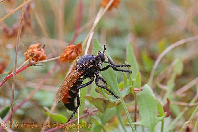 Giant Robber fly (unidentified)