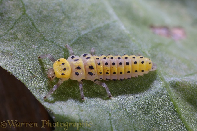 Twenty-two spot Ladybird (Psyllobora 22-punctata) larva