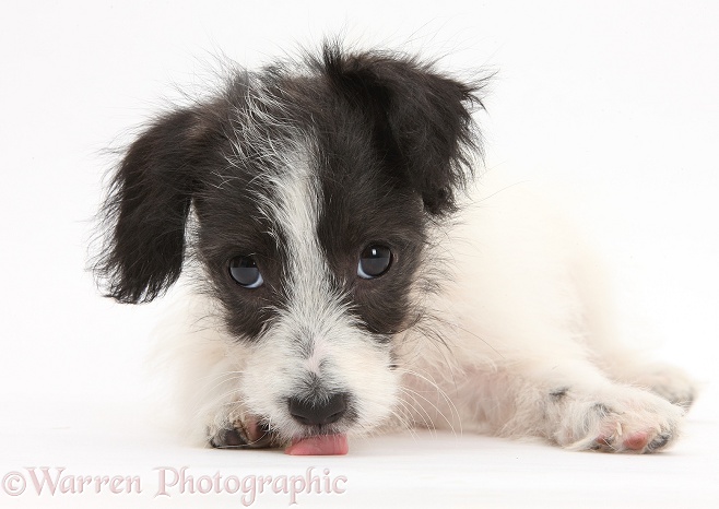 Black-and-white Jack-a-poo dog pup, 8 weeks old, licking the floor, white background