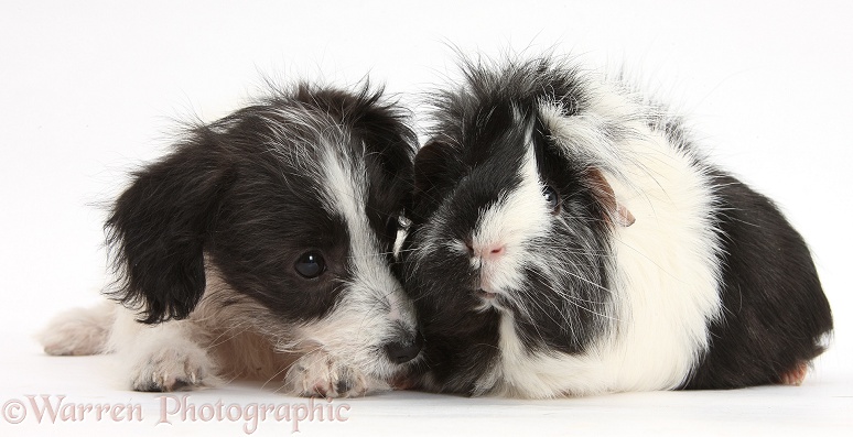Black-and-white Jack-a-poo dog pup, 8 weeks old, and Guinea pig, white background