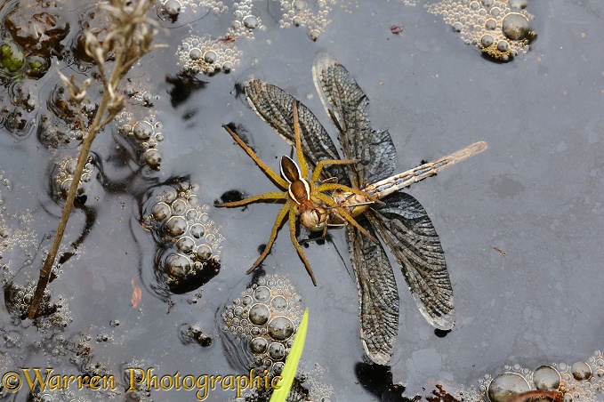 Raft Spider (Dolomedes fimbriatus) female feeding on drowned dragonfly